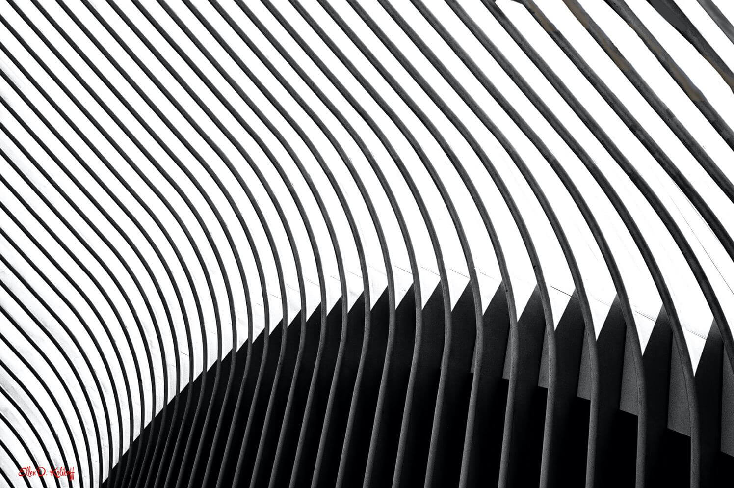Oculus Detai
